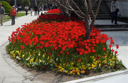Topkapi Palace Tulips